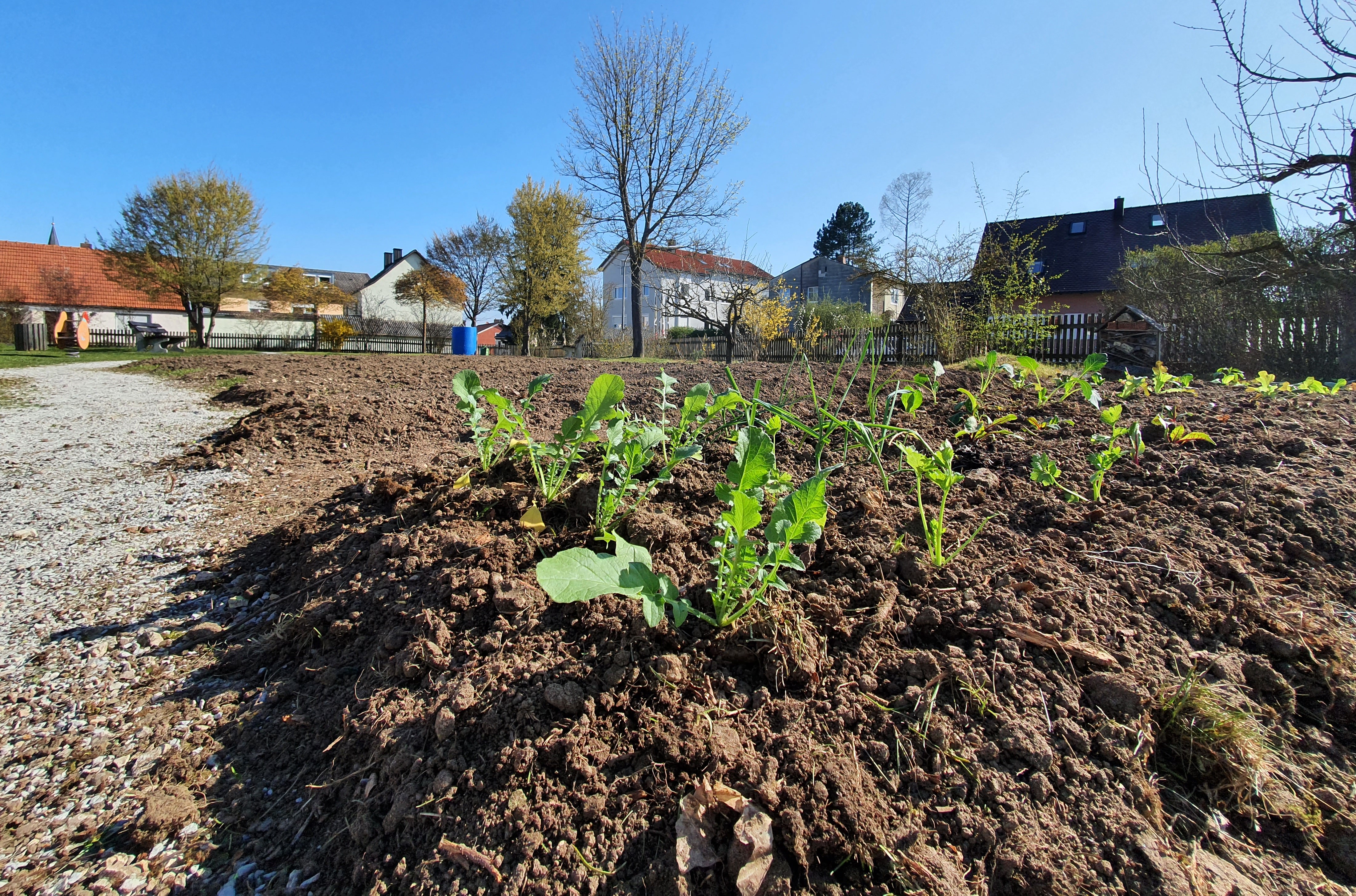 Gemeinschaftsgarten Beet Markt Schierling